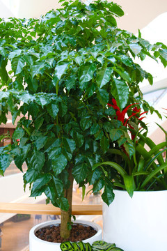 室內植物