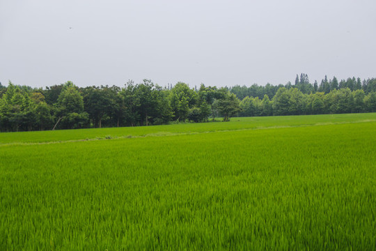 綠意有機(jī)稻田