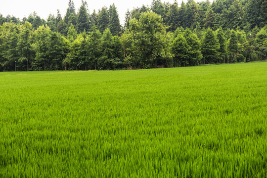 森林綠野