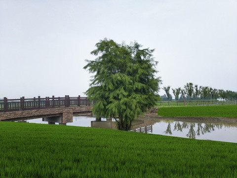 綠野風(fēng)光