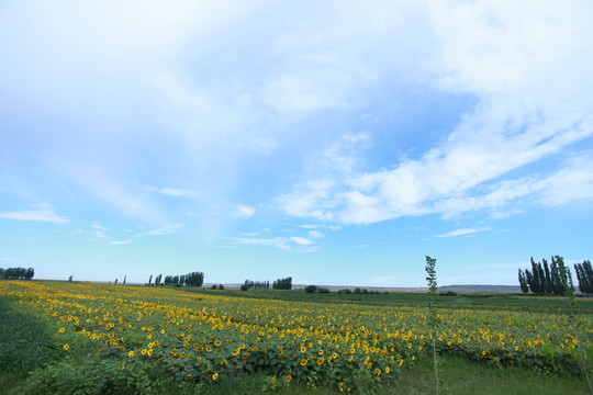 向日葵花田環(huán)境