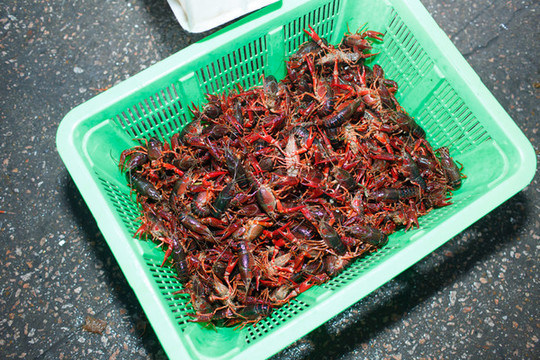 新鮮小龍蝦