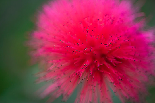 朱纓花