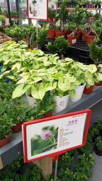 含羞草