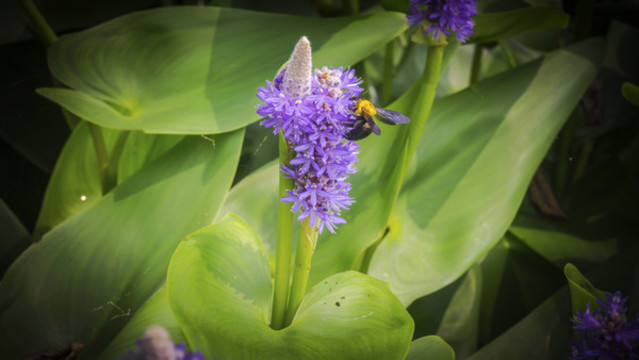 湖南烈士公園荷花池花卉
