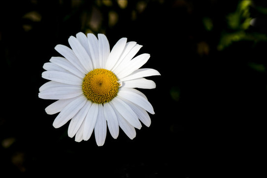 濱菊
