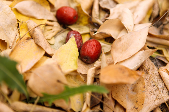 新疆若羌灰棗紅棗園
