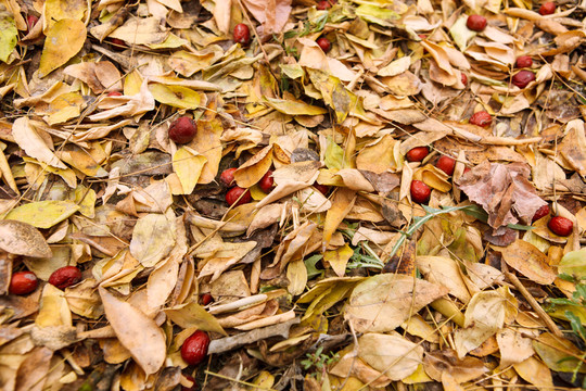新疆若羌灰棗紅棗園