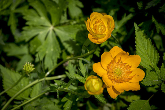 金蓮花