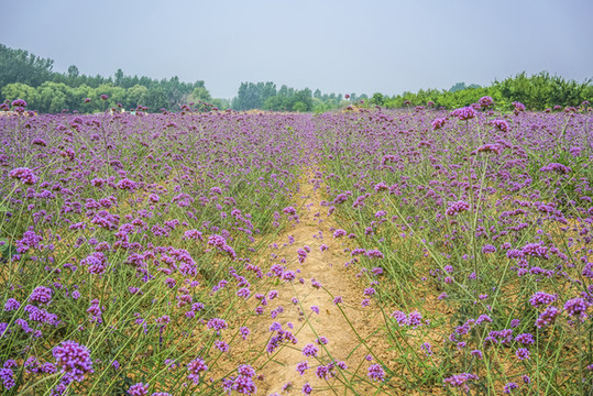 馬鞭草高清大圖