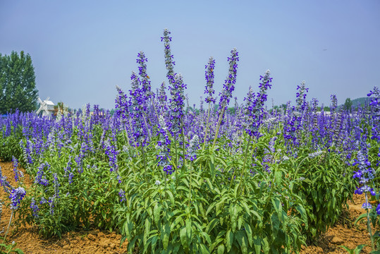 薰衣草高清大圖
