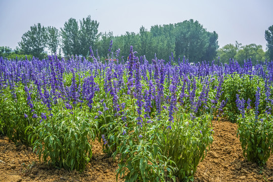 薰衣草高清大圖