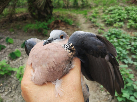 抓到一只野生斑鳩