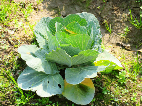 甘藍(lán)