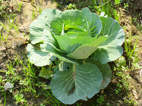甘藍(lán)