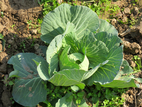 甘藍(lán)