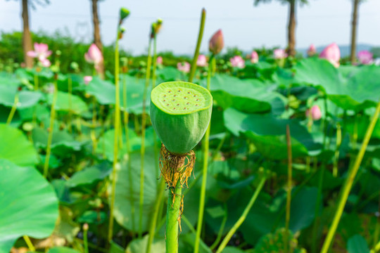 荷花