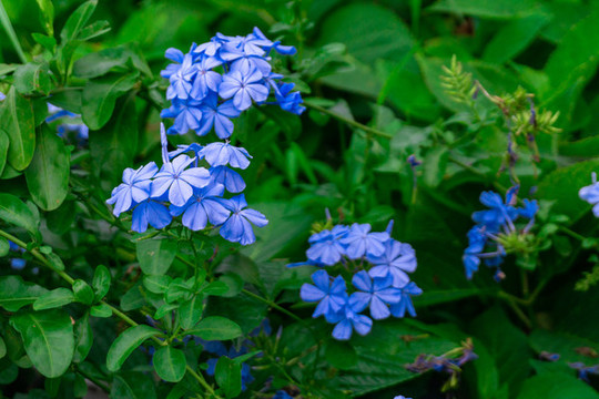 藍花丹