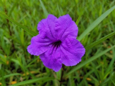 藍(lán)花草