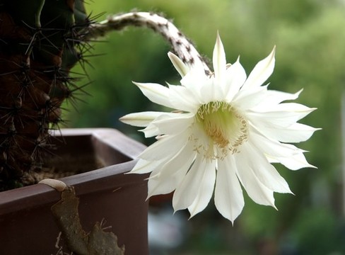 曇花一現(xiàn)