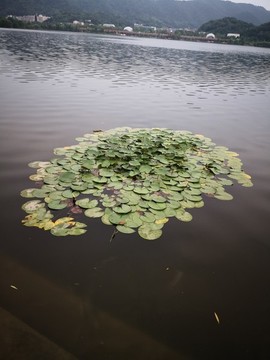 水面浮萍