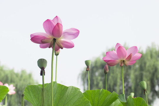荷