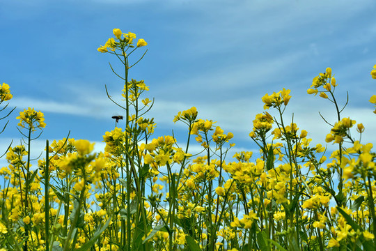油菜花