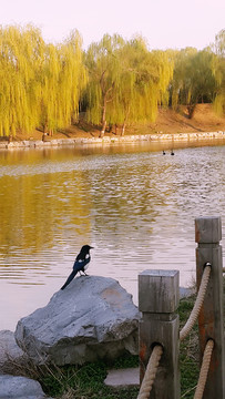 圓明園春景
