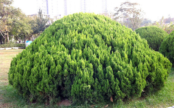 公園綠化