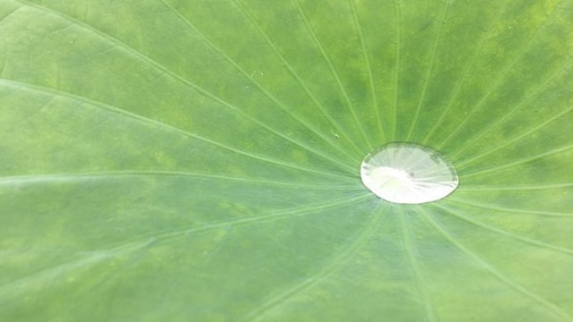 荷葉水珠