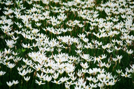 蔥蘭花