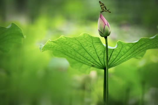 翠荷