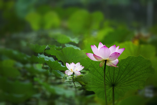 翠荷