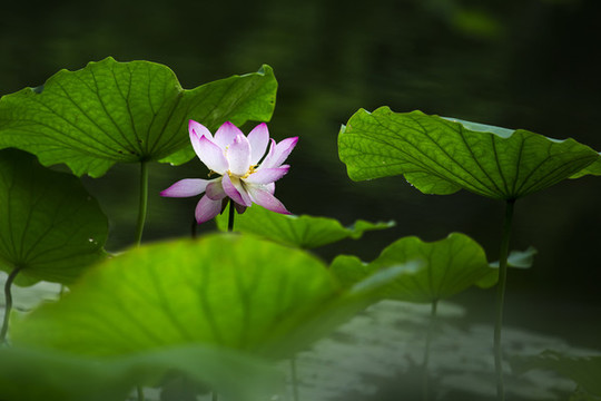 翠荷