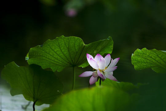 翠荷