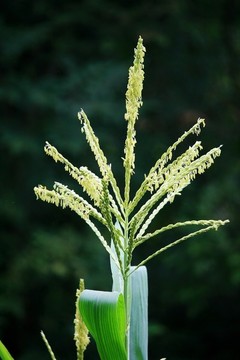玉米花