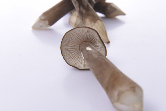雞縱菌