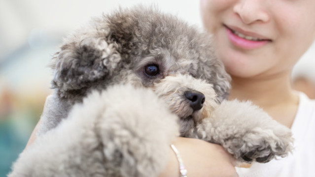 泰迪犬