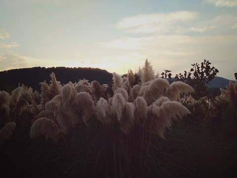 夕陽下蘆葦