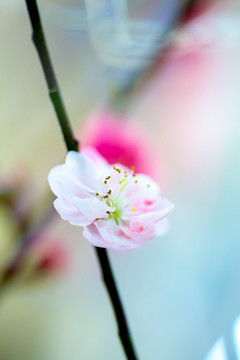 夢(mèng)幻桃花