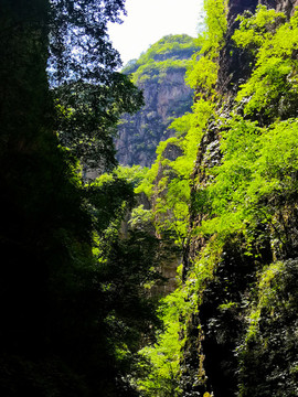 山林