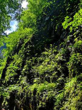 山