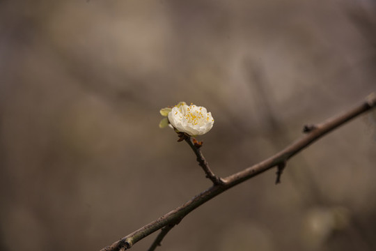 龍游梅