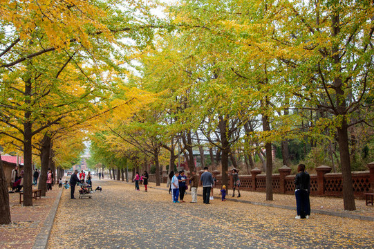 林蔭大道