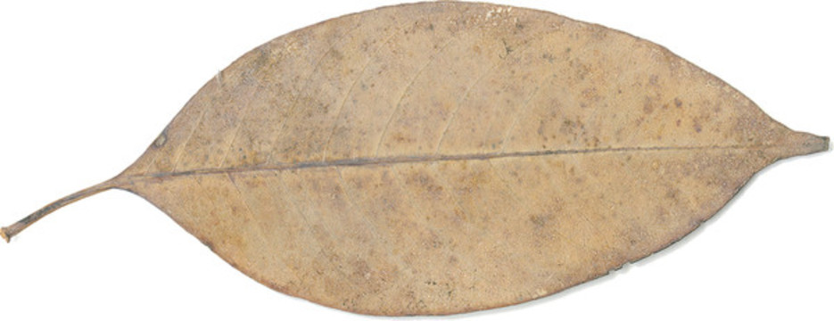 樹(shù)葉