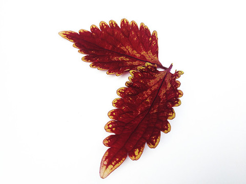 兩片紅葉片