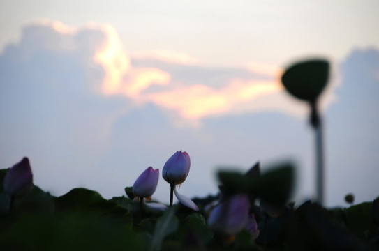 夕陽(yáng)下的蓮塘