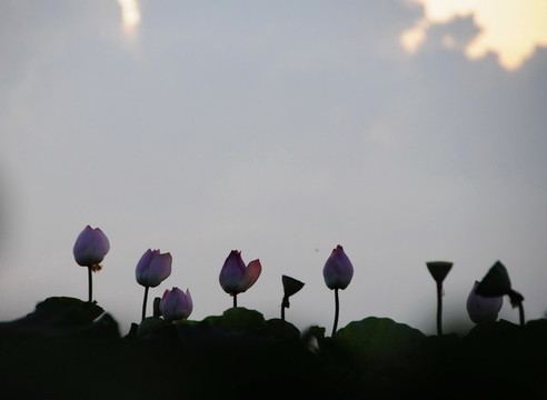 夕陽(yáng)下的蓮塘