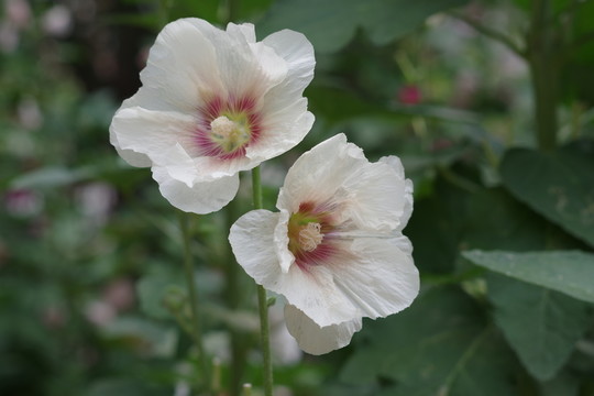 蜀葵花