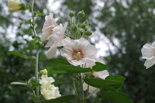 蜀葵花